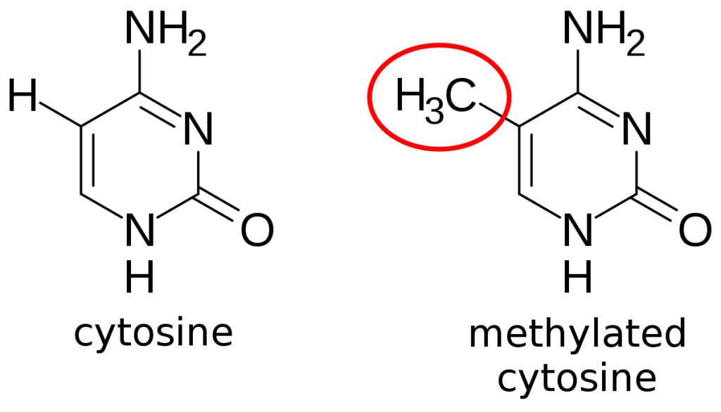 Methylation